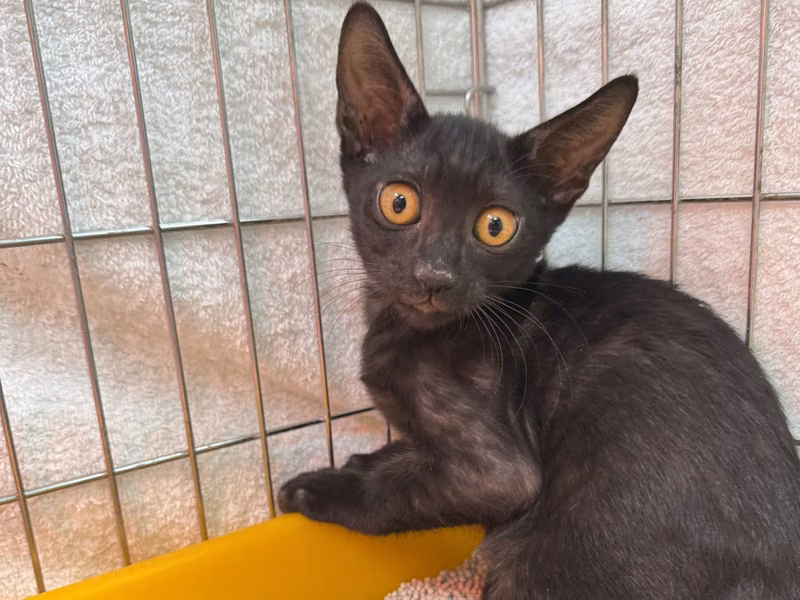 Black young male mixed-breed cat, Small, shelter no. …3001