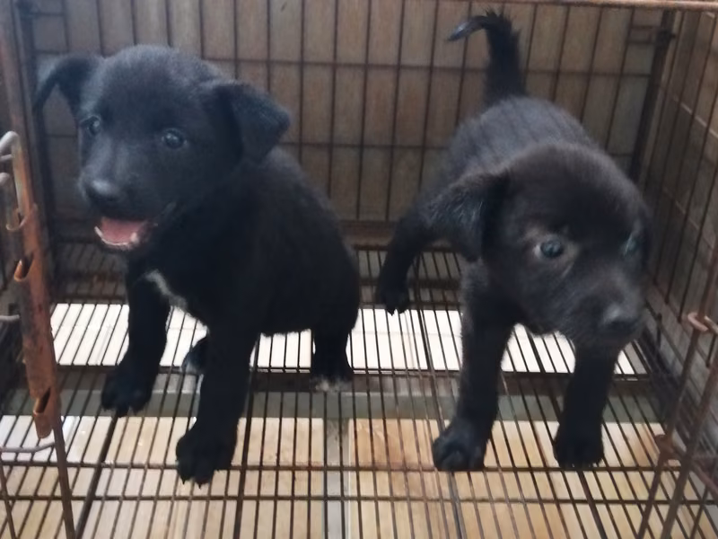 Black young female mixed-breed dog, Medium, shelter no. …0014