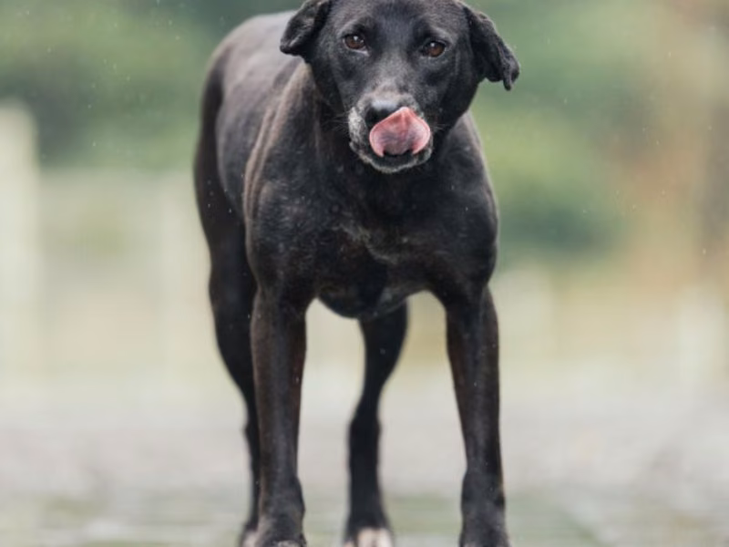 Black adult female mixed-breed dog, Large, shelter no. …4006