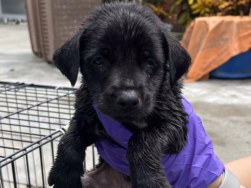 Black young male mixed-breed dog, Small, shelter no. …7009