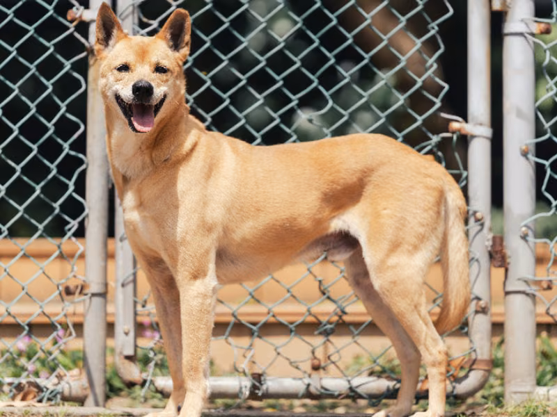 Tan adult male mixed-breed dog, Medium, shelter no. …0813