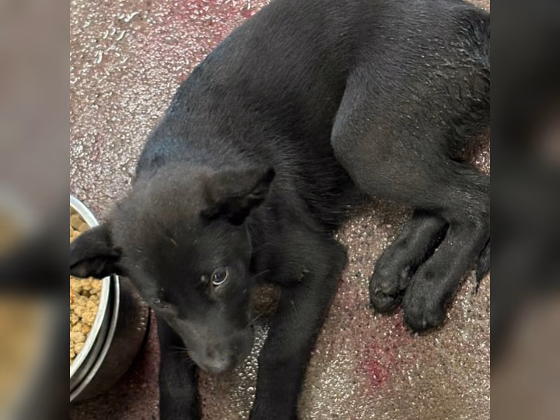 Black adult male mixed-breed dog, Medium, shelter no. …3011