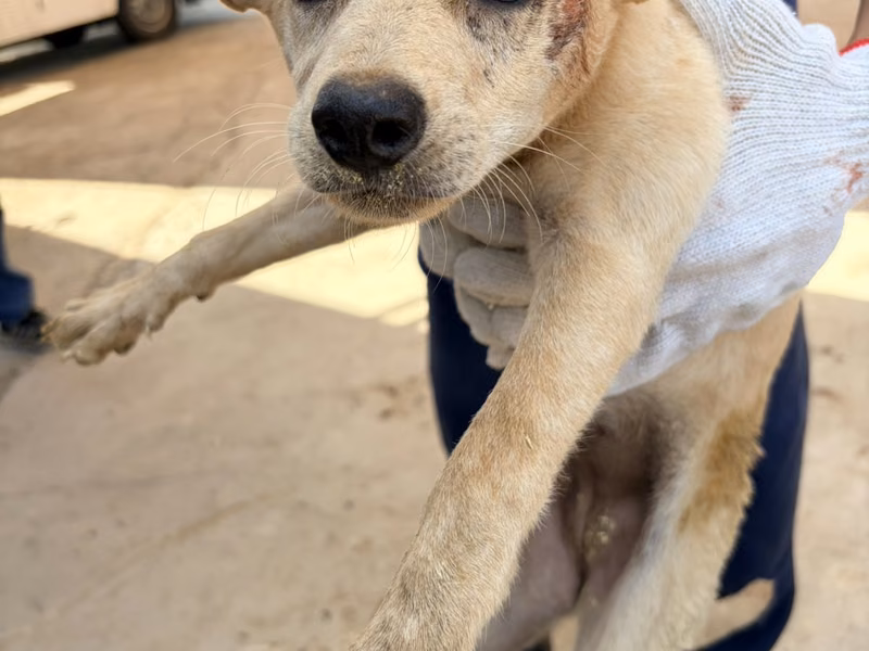 Tan young female mixed-breed dog, Small, shelter no. …2011