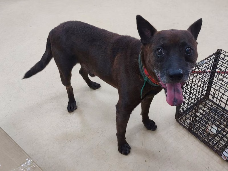 Black adult male mixed-breed dog, Medium, shelter no. …9002