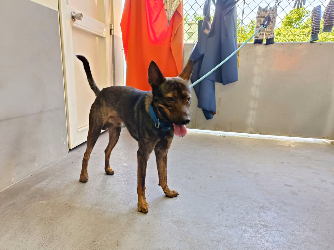 Tabby adult male mixed-breed dog, Medium, shelter no. …6001