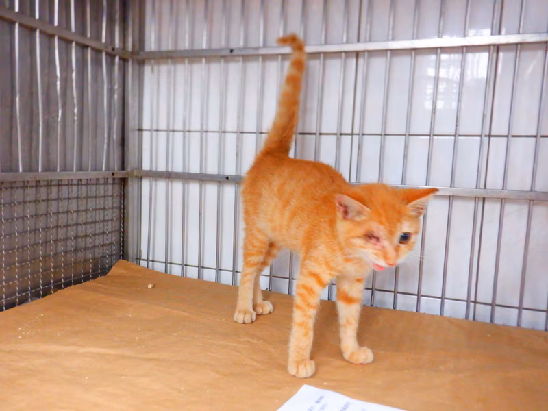 Orange young male mixed-breed cat, Small, shelter no. …22C1