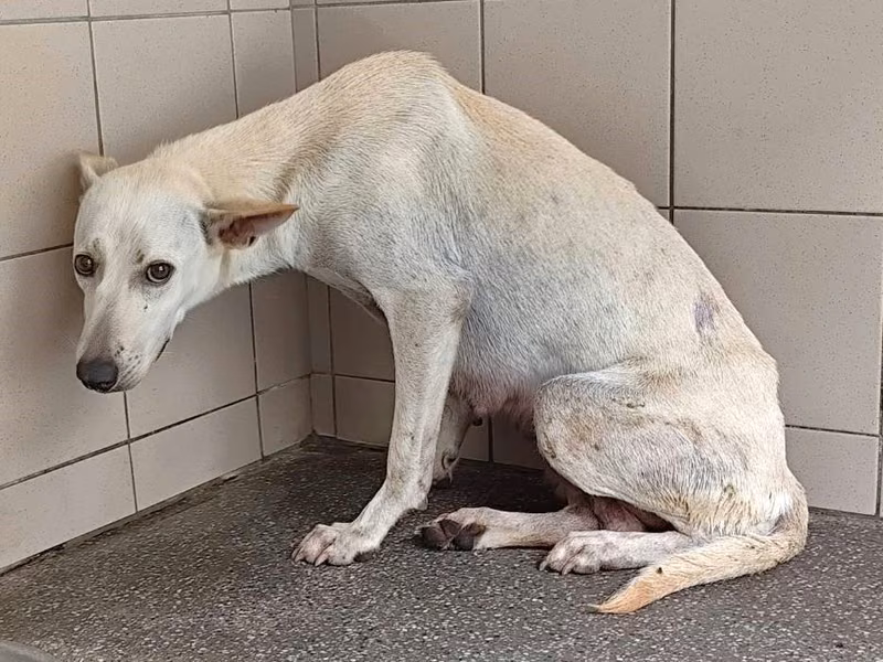 White adult female mixed-breed dog, Large, shelter no. …0304