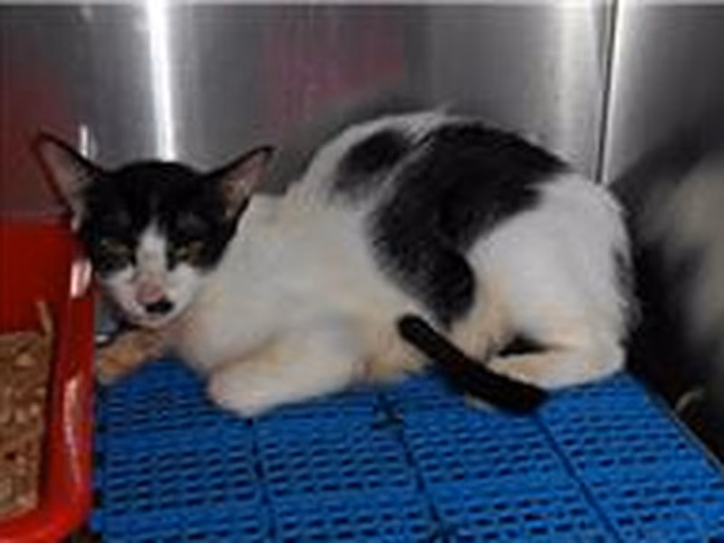 Black-and-white female mixed-breed cat, Medium, shelter no. …1003
