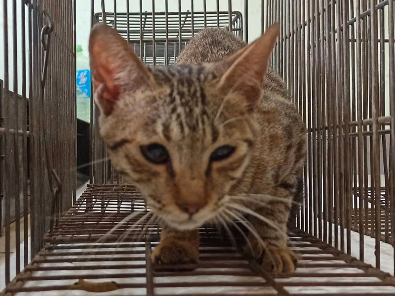 Adult female mixed-breed cat, Small, shelter no. …5C01
