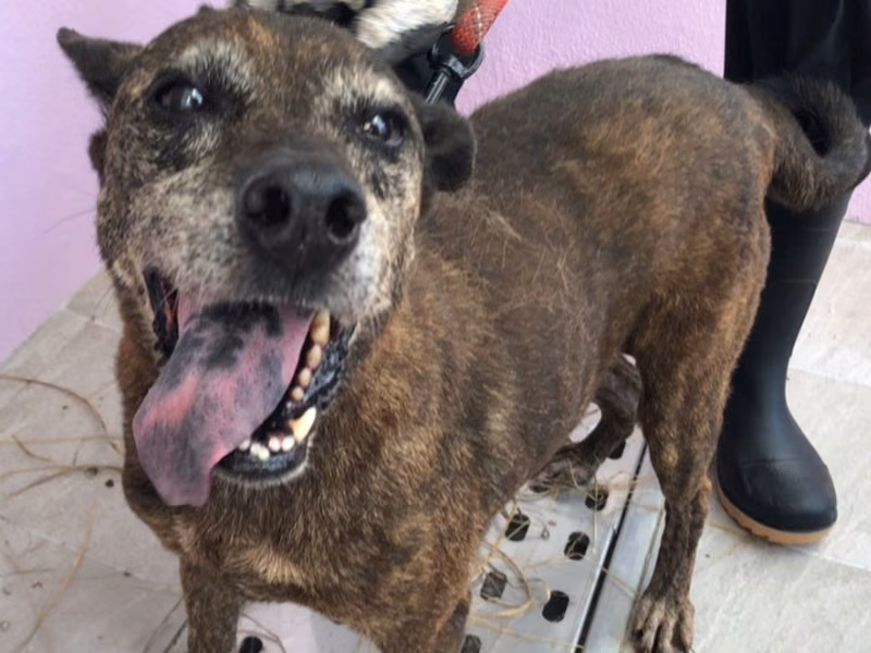 Tabby adult female mixed-breed dog, Medium, shelter no. …6005