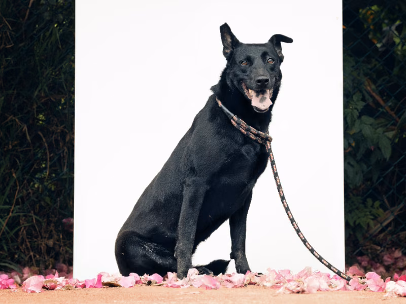 Black adult female mixed-breed dog, Medium, shelter no. …3101