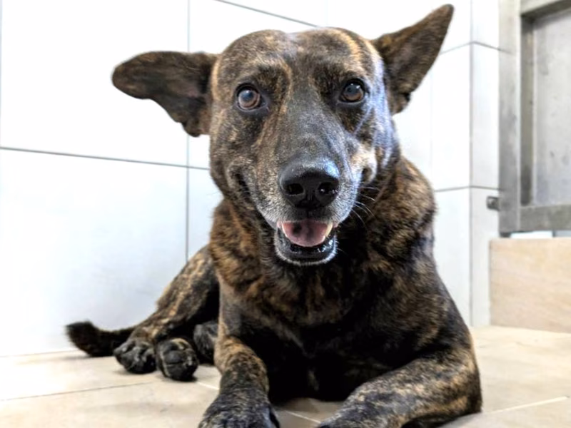 Tabby adult male mixed-breed dog, Medium, shelter no. …3001