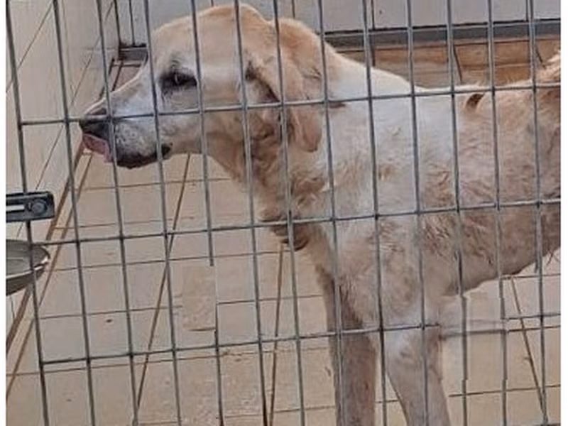 Cream adult female mixed-breed dog, Medium, shelter no. …4003