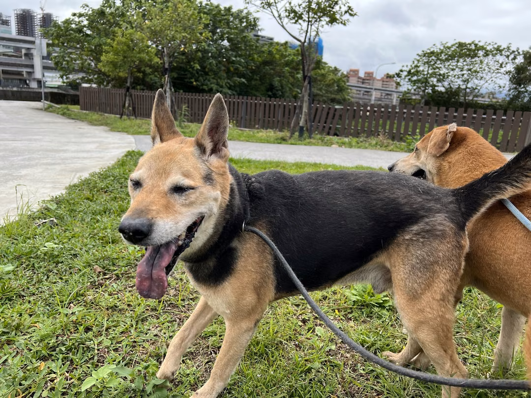 Black-and-tan adult male mixed-breed dog, Medium, shelter no. …2805