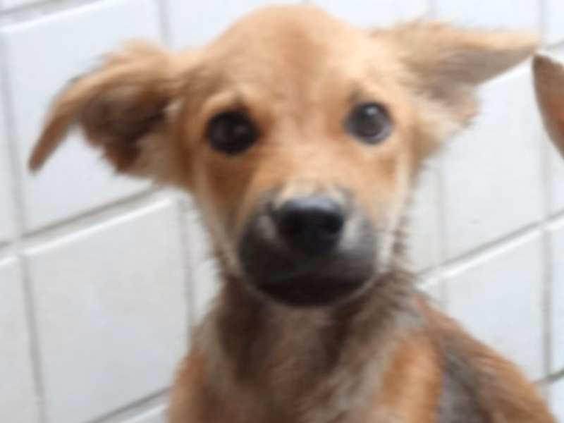 Tan young female mixed-breed dog, Medium, shelter no. …1764