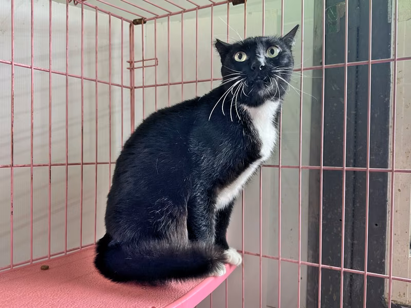 Black-and-white adult female mixed-breed cat, Medium, shelter no. …0704