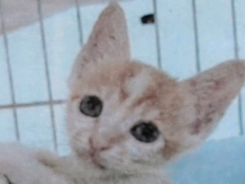 Orange-and-white young male mixed-breed cat, Medium, shelter no. …0005