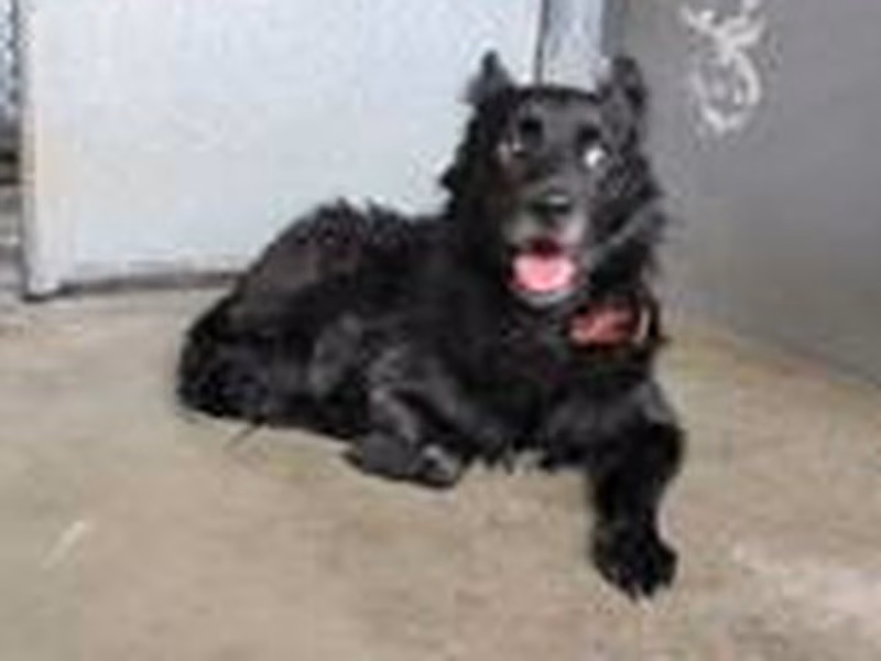 Black adult male mixed-breed dog, Medium, shelter no. …3002