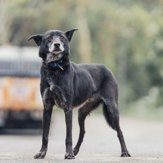 Black adult male mixed-breed dog, Medium, shelter no. …2505