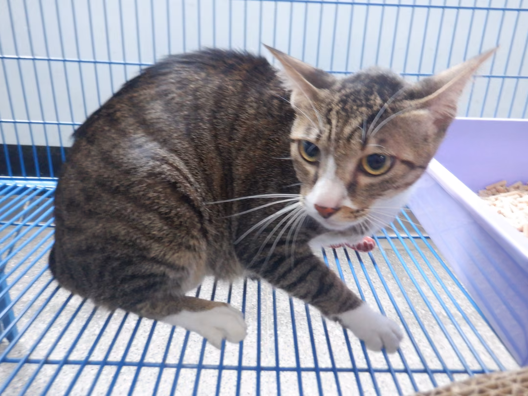 Tabby adult female mixed-breed cat, Small, shelter no. …25C5