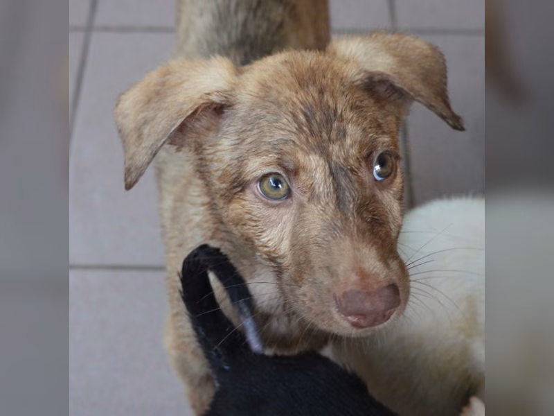 Brown young male mixed-breed dog, Small, shelter no. …2-05