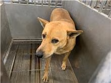 Tan adult female mixed-breed dog, Medium, shelter no. …3001