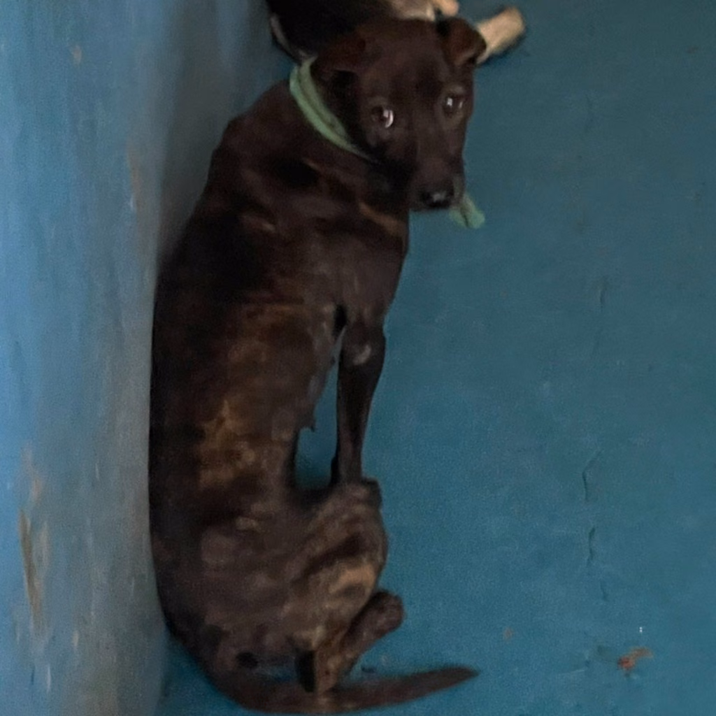 Black adult female mixed-breed dog, Medium, shelter no. …9010