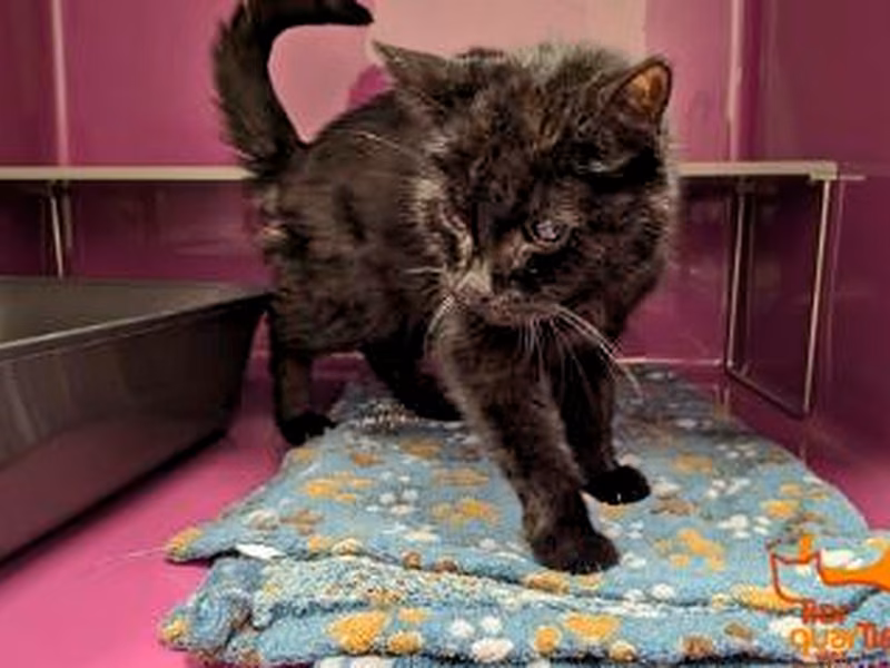 Black senior female European Shorthair, shelter no. …4064