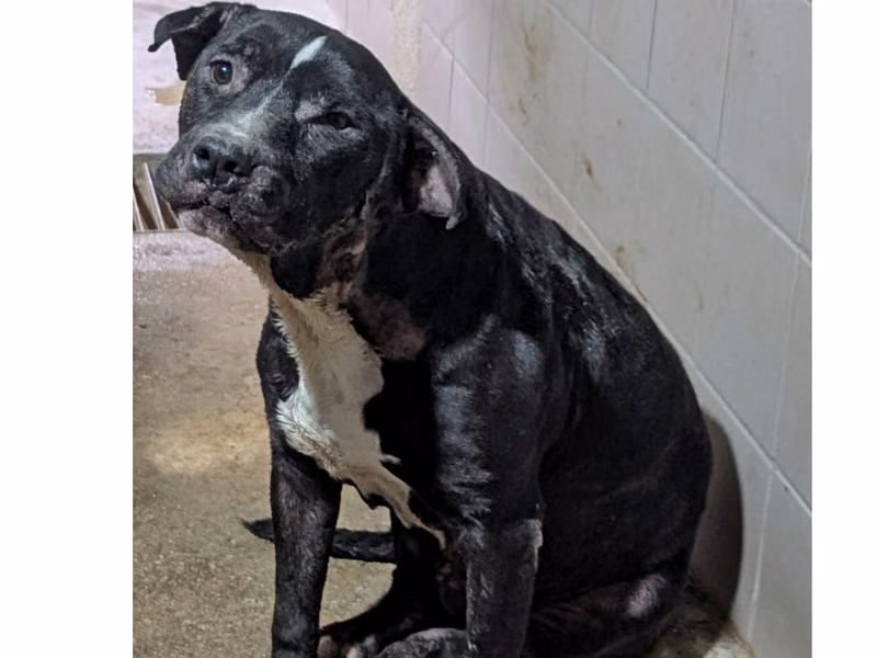 Black adult female American Pit Bull Terrier, Medium, shelter no. …7002