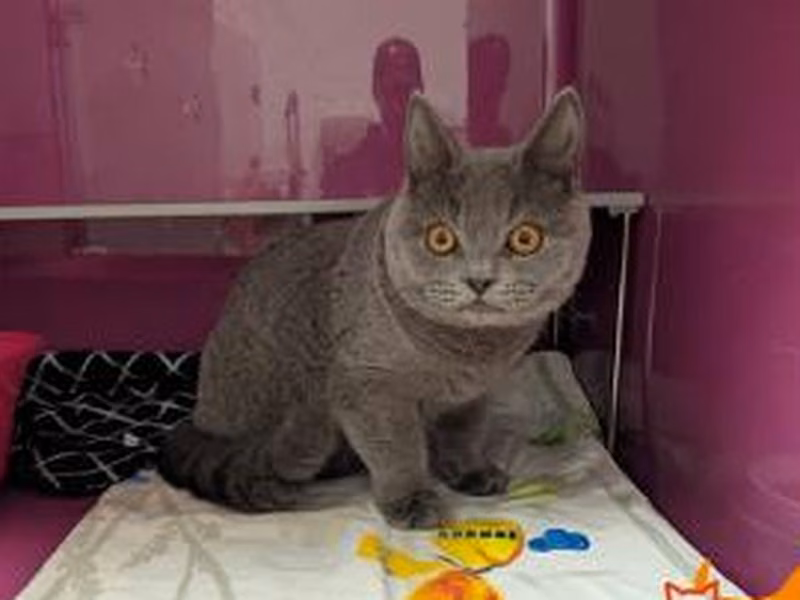 Gray young male British Shorthair, shelter no. …4199