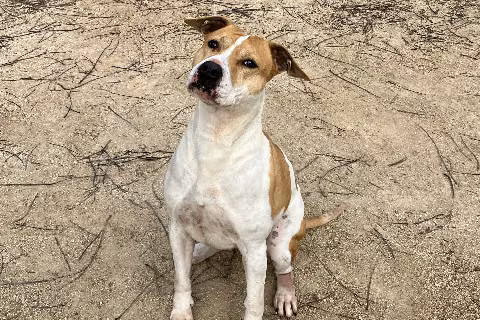 Dajja, Senior · Female · Medium · Mixed breed
