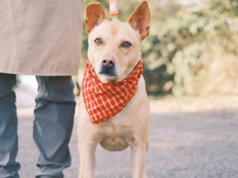 Tan adult female mixed-breed dog, Medium, shelter no. …9009