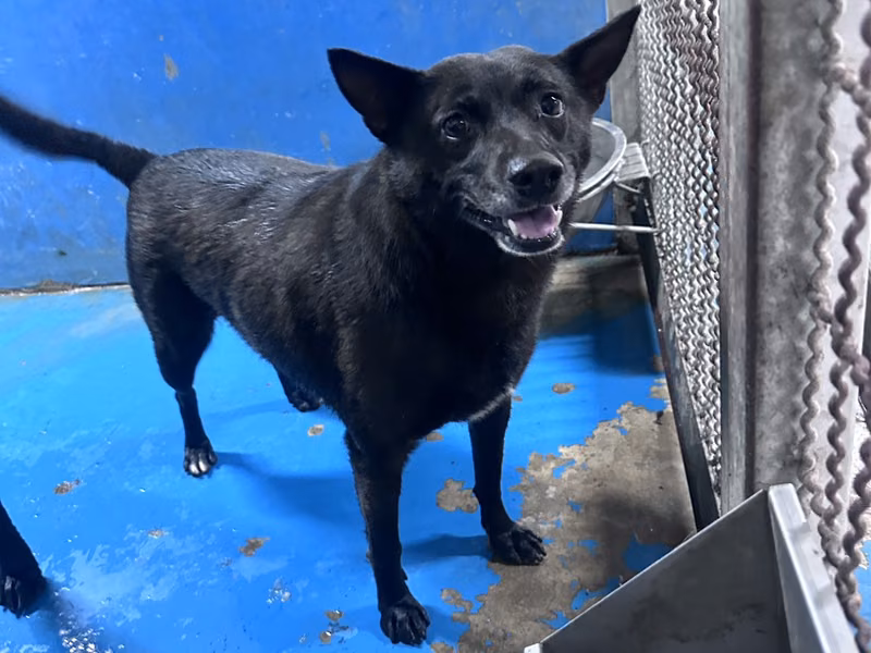 Black adult male mixed-breed dog, Large, shelter no. …4002
