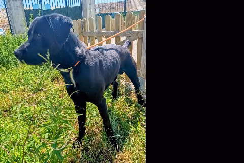 Tayson, Adult · Male · Mixed breed