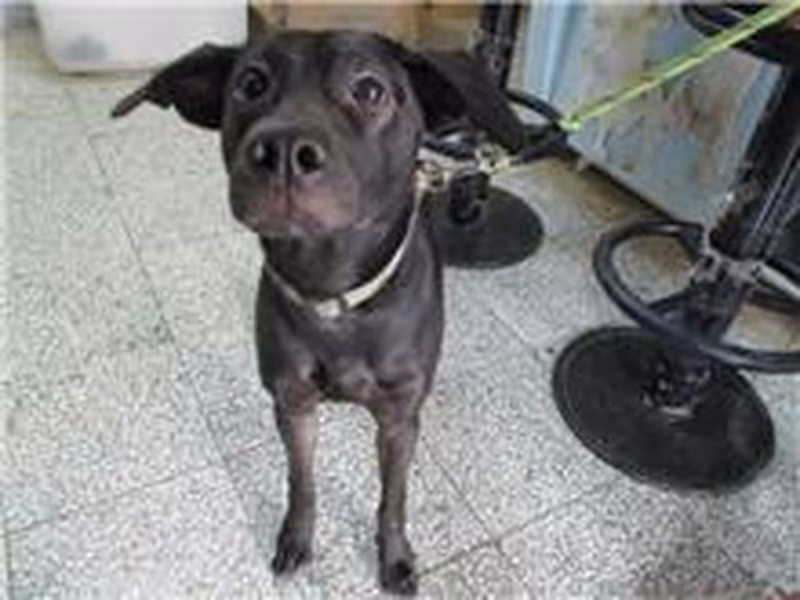Black male mixed-breed dog, Medium, shelter no. …3001