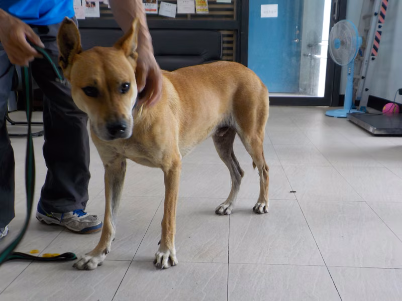 Tan adult male mixed-breed dog, Medium, shelter no. …1124