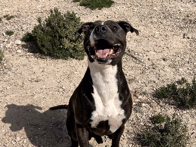 Titan, Adult · Male · Large · Mixed breed