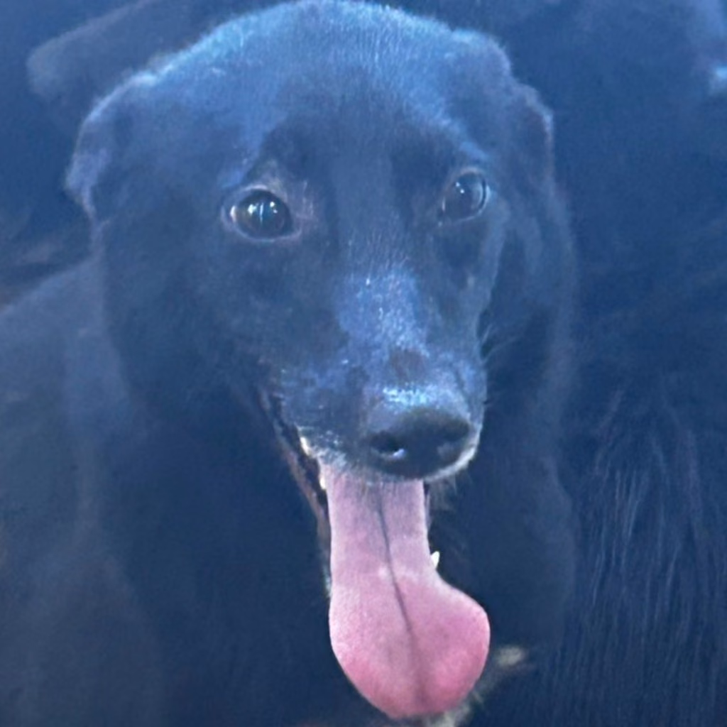 Black adult female mixed-breed dog, Large, shelter no. …0049