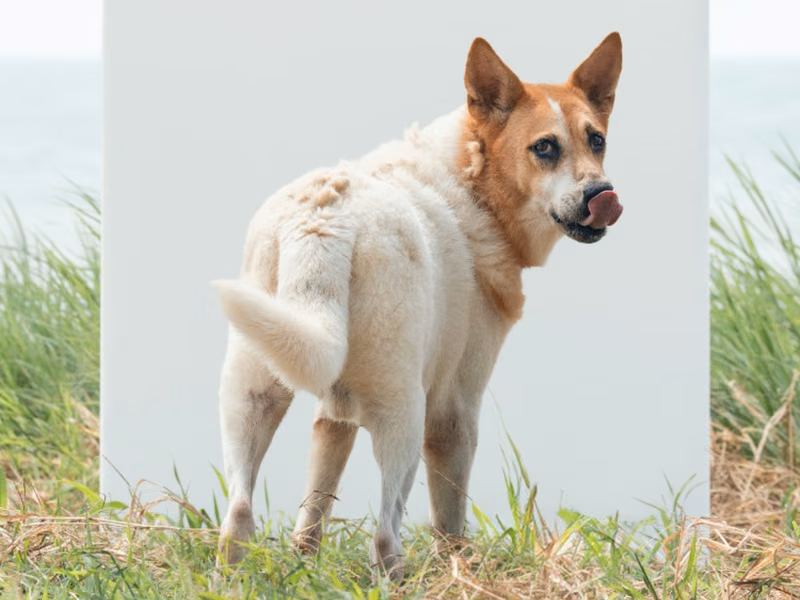 Tan-and-white adult male mixed-breed dog, Large, shelter no. …8001