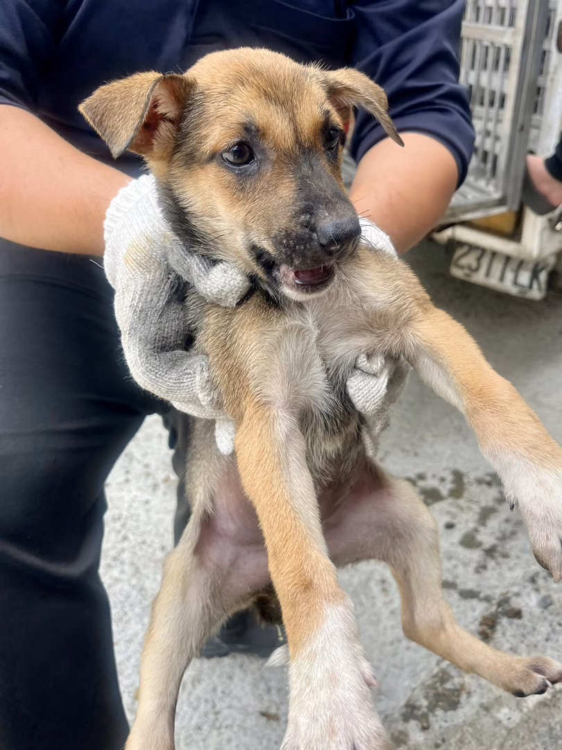 Black-and-tan young female mixed-breed dog, Small, shelter no. …1023
