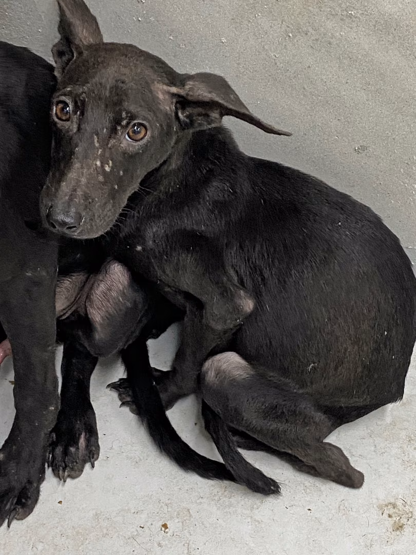 Black adult male mixed-breed dog, Small, shelter no. …7002