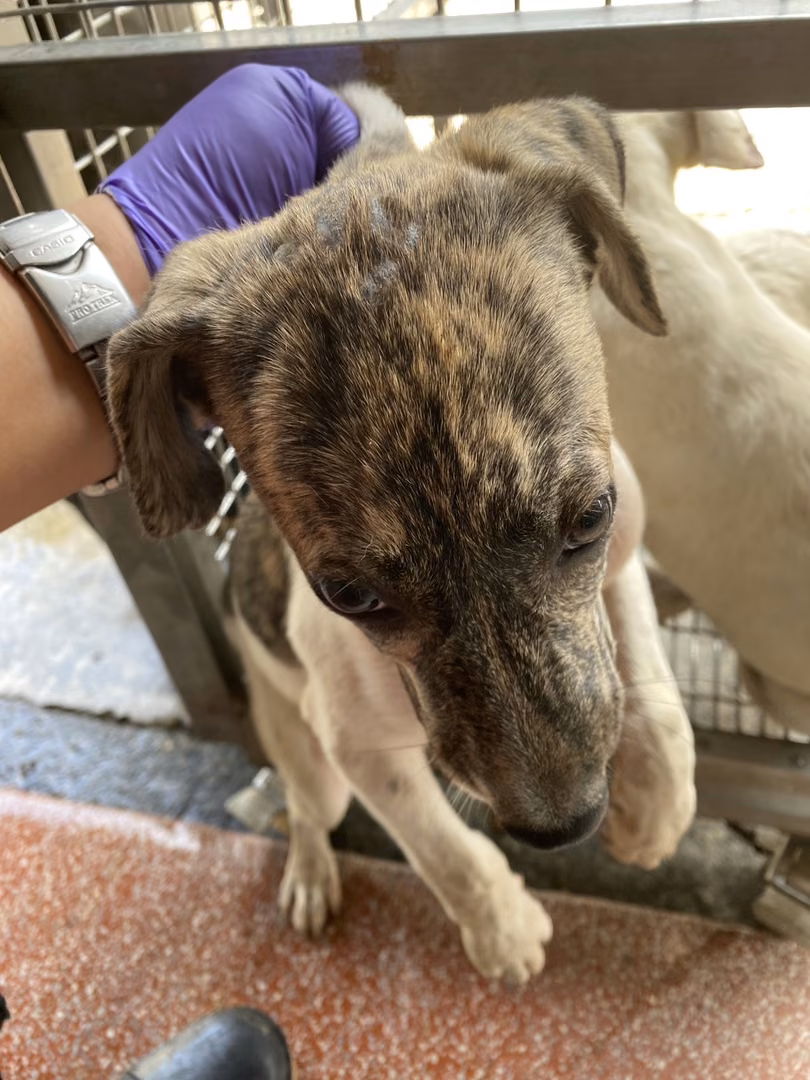 Adult female mixed-breed dog, Medium, shelter no. …2-07