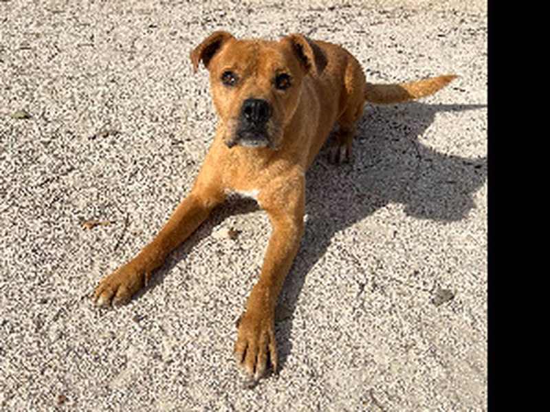 Duky, Senior · Male · Large · Mixed breed
