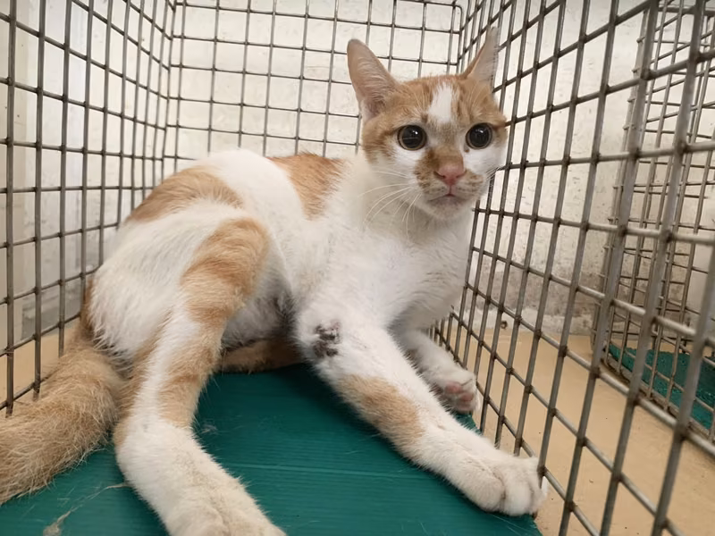 Adult male mixed-breed cat, Small, shelter no. …2302