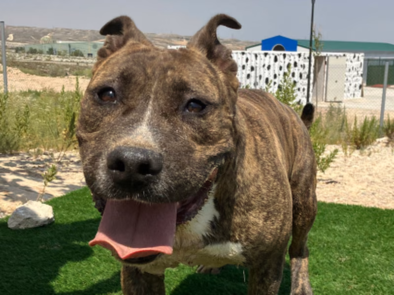 Thor, Senior · Male · Medium · American Pit Bull Terrier