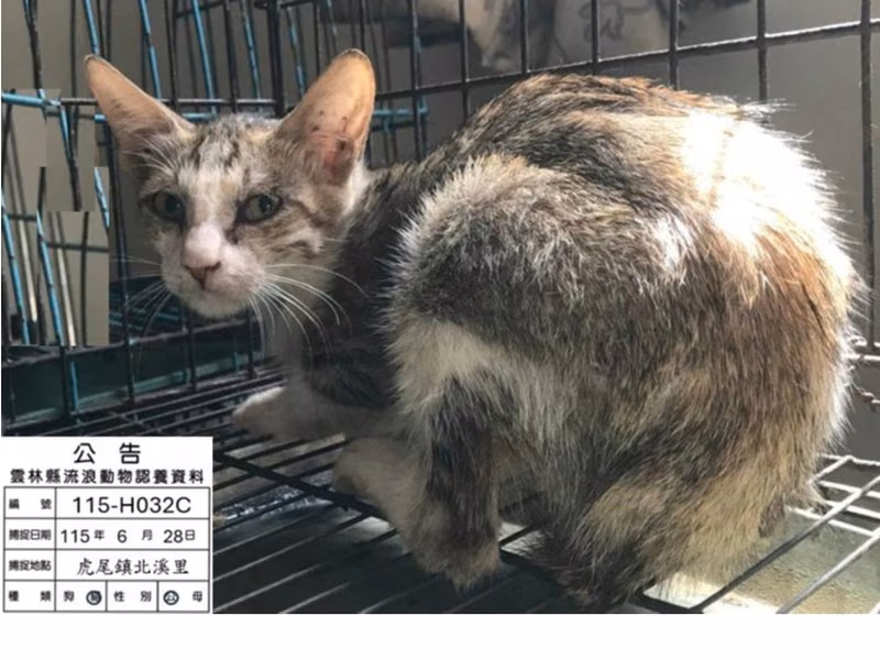 Pusang halo ang lahi (Lalaki, Bata, kayumanggi at puti), Maliit, blg. ng shelter …032C