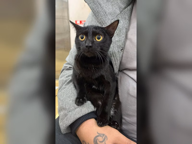 Black young female mixed-breed cat, Small, shelter no. …9001