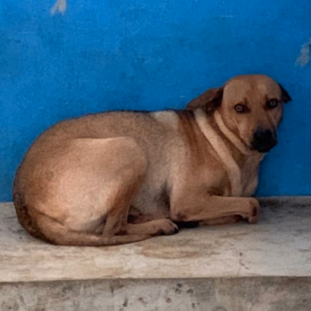 Adult male mixed-breed dog, Large, shelter no. …2007