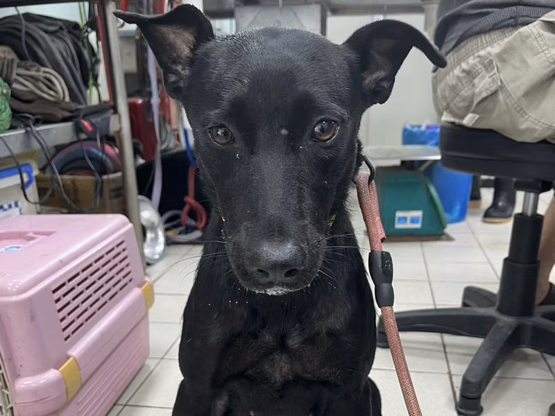 Black adult female mixed-breed dog, Medium, shelter no. …6001