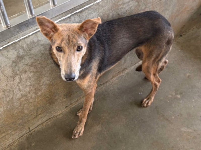 Black-and-tan young female mixed-breed dog, Small, shelter no. …7020